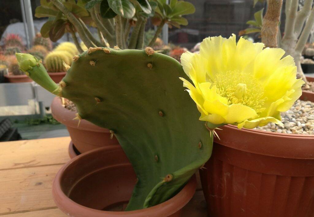 Pala di Opuntia in fiore