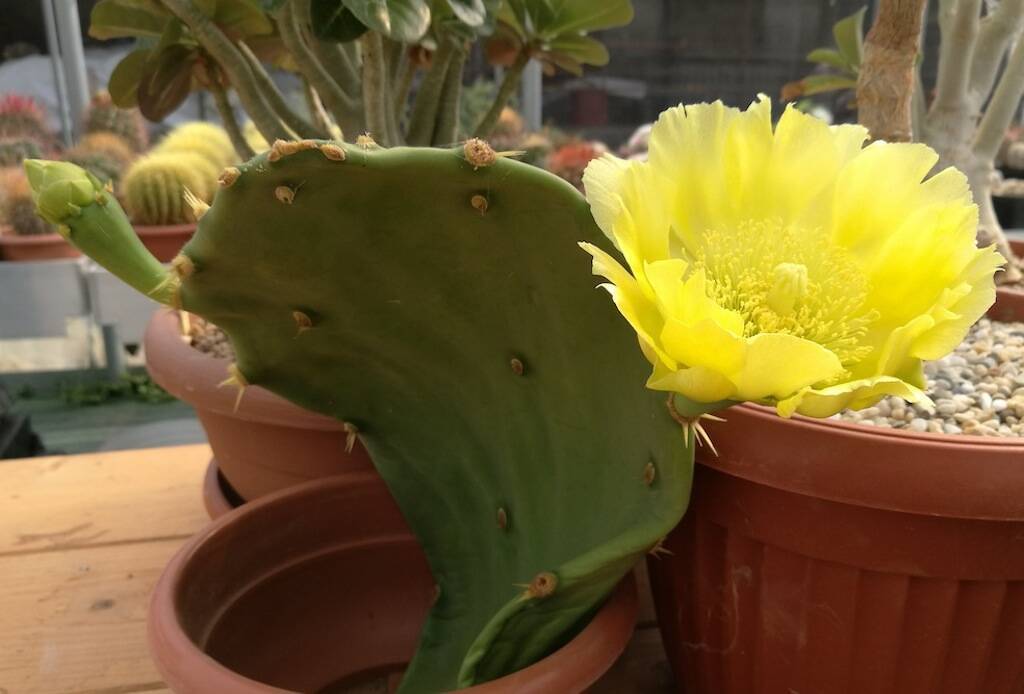 Fiori Di Cactus E Succulente Quanto Durano E Quando Spuntano