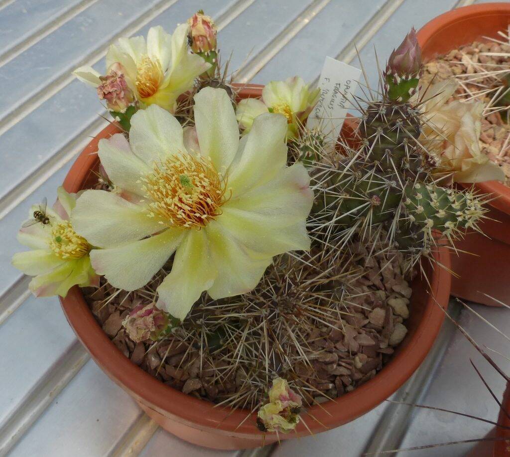 Opuntia fragilis