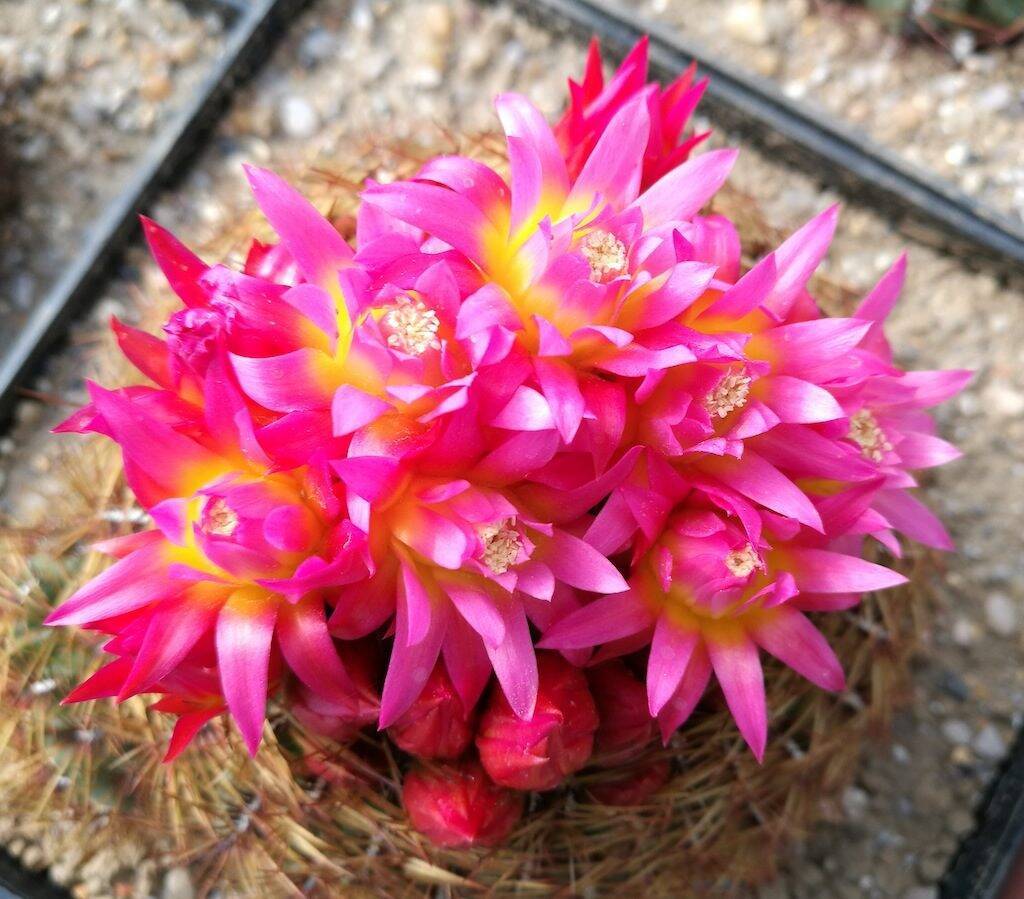 Oroya peruviana