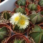 Alcune mie semine di Astrophytum myriostigma nudum