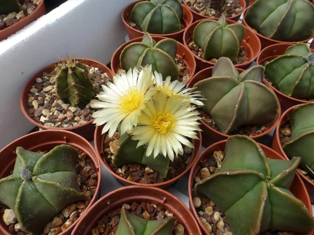 Vasi per cactus: come recuperare spazio per le piante grasse Vaso per cactus grande