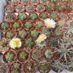 Alcune mie semine di Astrophytum e talee di Tephrocactus