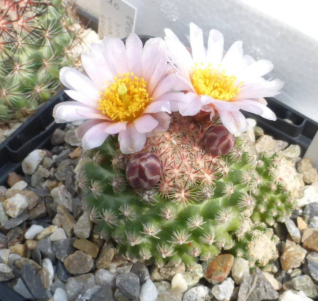 Pediocactus knowltonii al sole