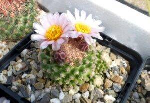 Pediocactus knowltonii in fiore