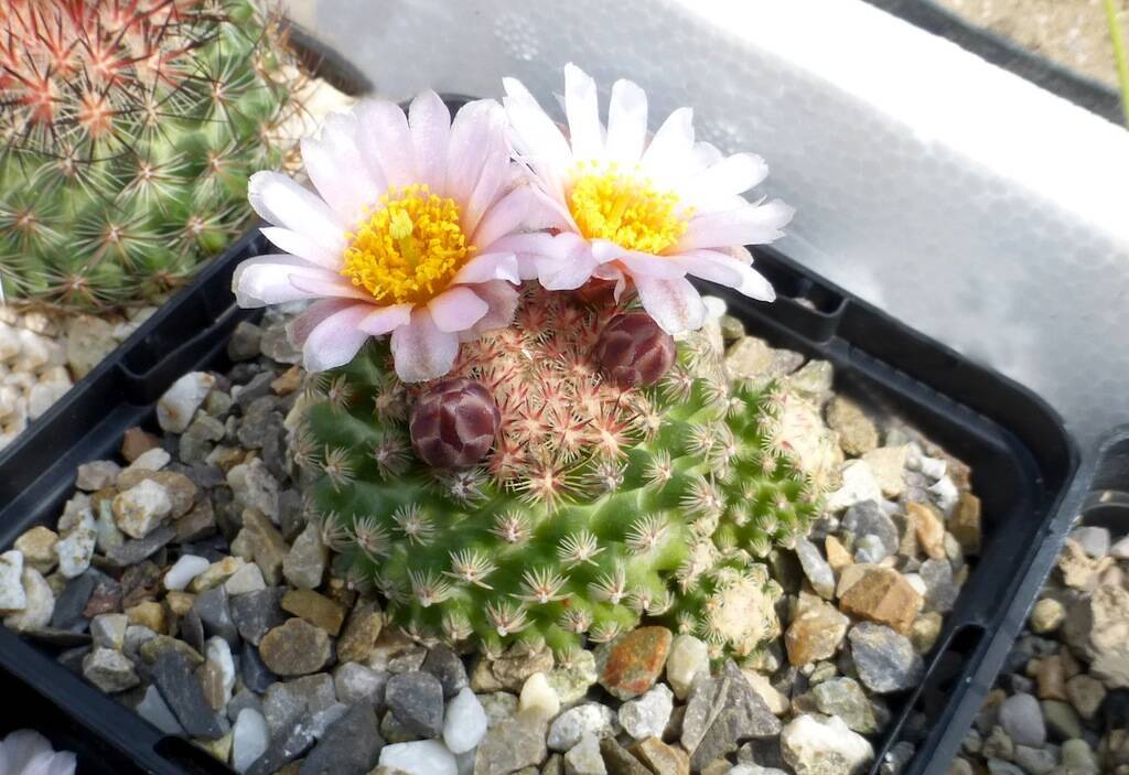 Pediocactus knowltonii in fiore