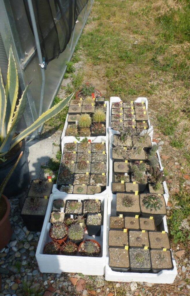 Alcune piante al sole a lato della serra