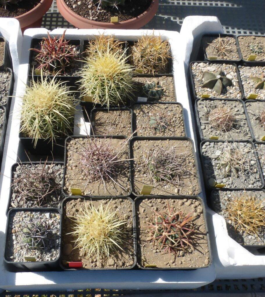 Alcune piante al sole