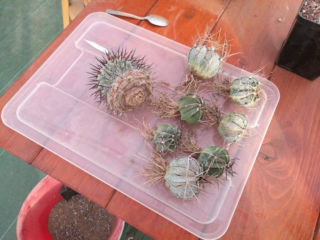 Copiapoa e astrophytum svasati