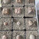 Pseudolithos e Whitesloanea