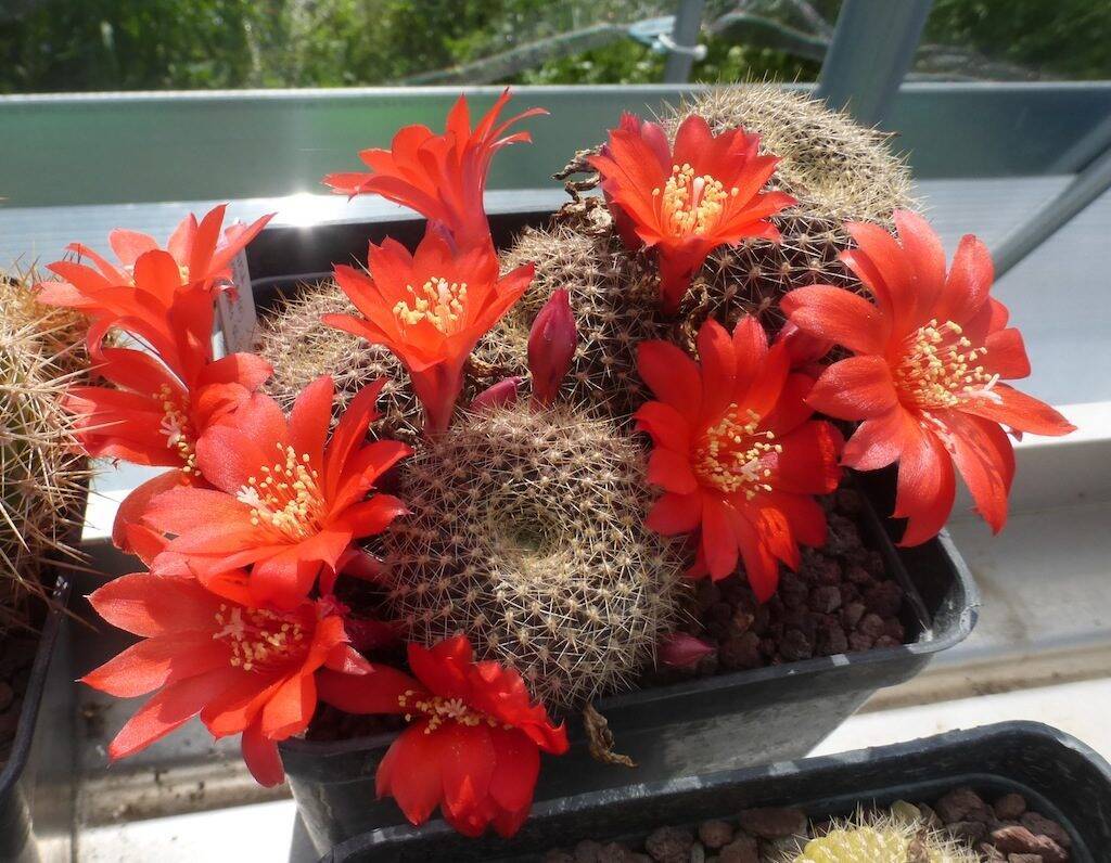 Rebutia a fiore rosso