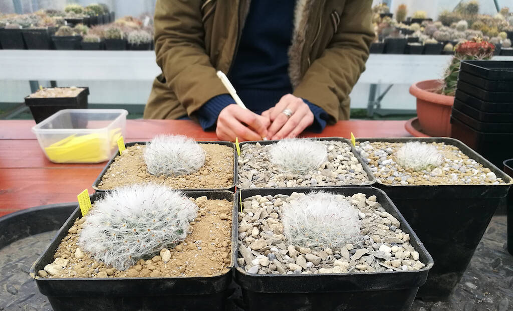 Targeted repotting: sowing identical plants in different soils to test the substrate