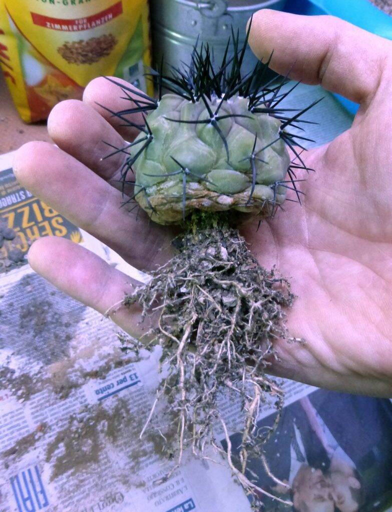 Una Copiapoa durante il rinvaso