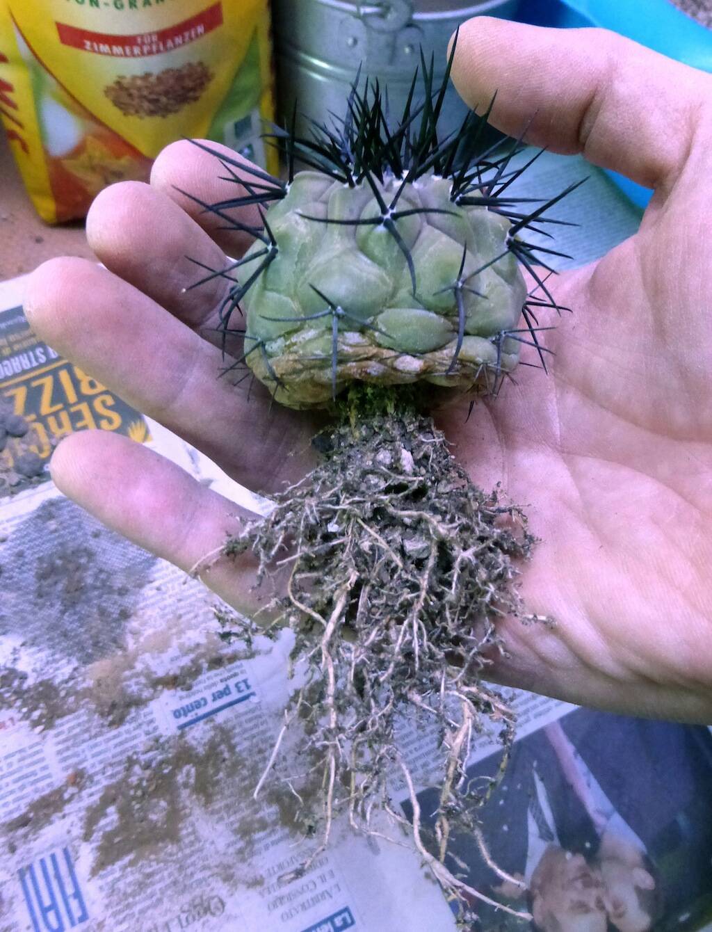 Rinvasare I Cactus I Consigli Per Farlo Senza Problemi