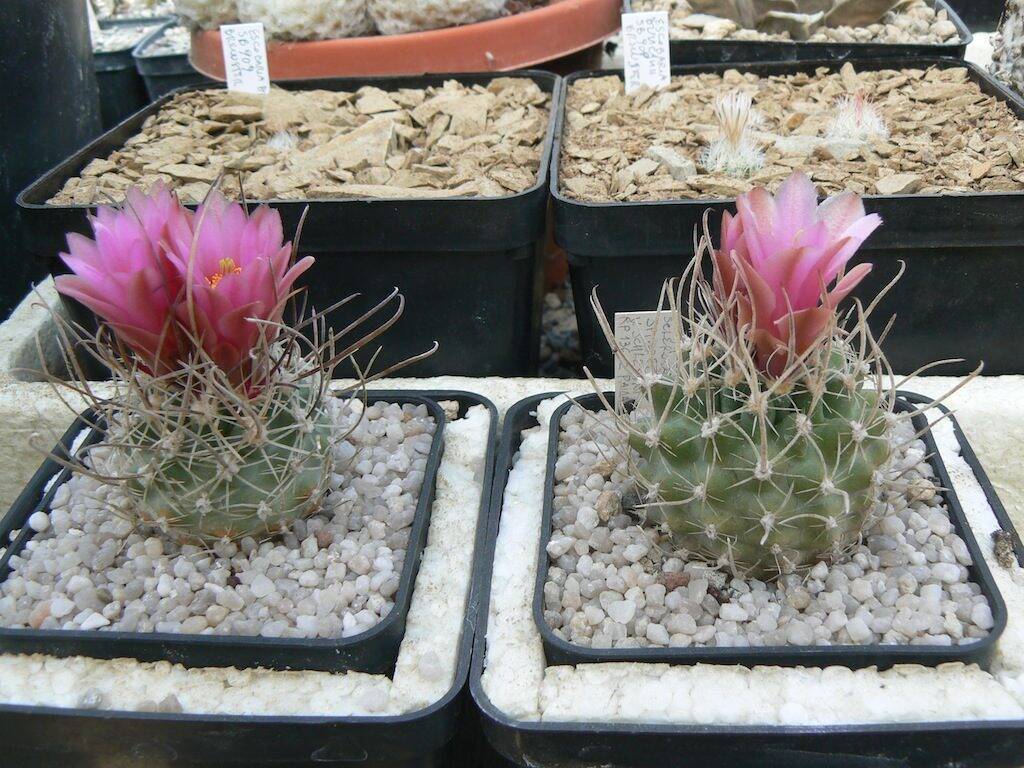 Sclerocactus alla loro prima fioritura. Sei anni dalla semina, mai innestati. Non vivono scoperti, decido io quando bagnbare