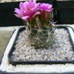 Sclerocactus semina David Rubbo, nato e cresciuto sulle proprie radici, 6 anni di età alla prima fioritura. Vive al coperto sempre, decido io quando bagnare