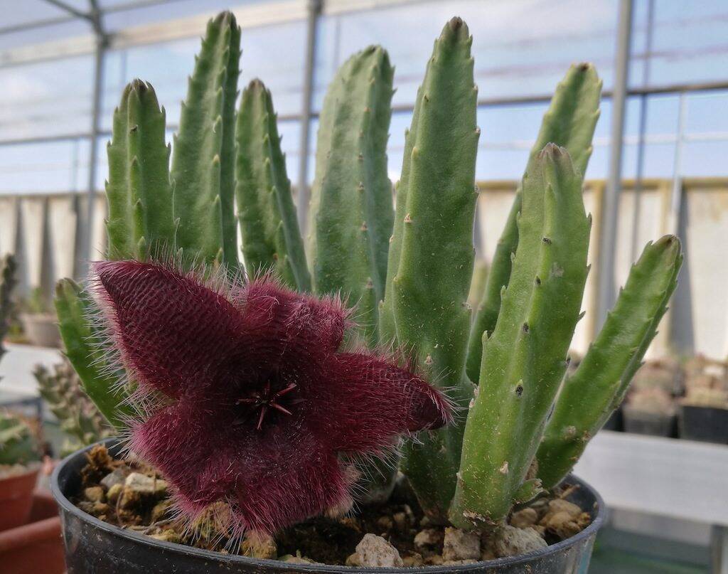 Stapelia hirsuta