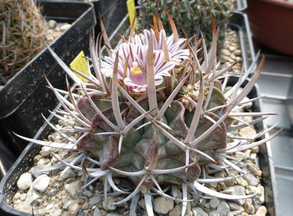 Stenocactus coptogonus spina lunga