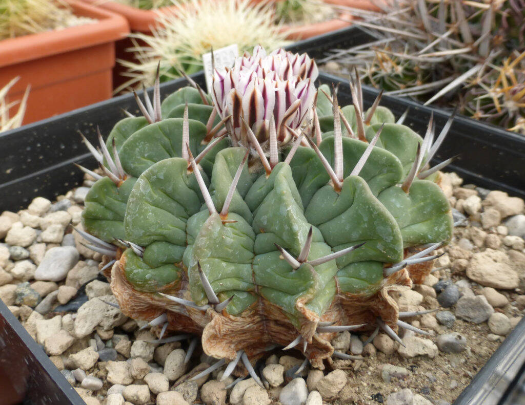 Stenocactus coptogonus spina corta