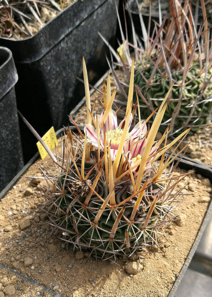 Stenocactus erectocentrus