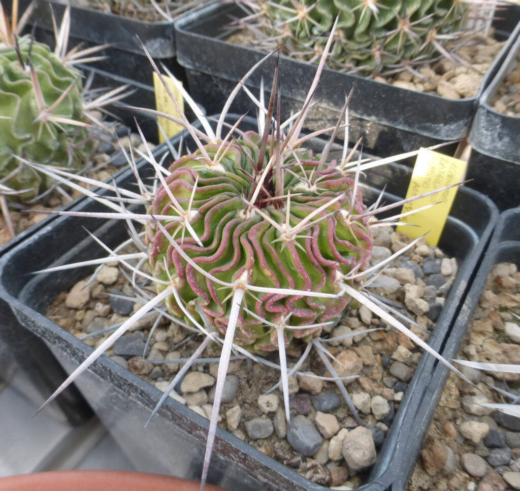 Stenocactus lamellosus