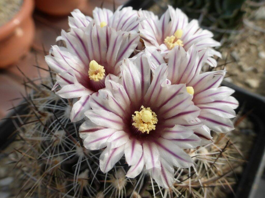 Stenocactus multicostatus zacatecasensis