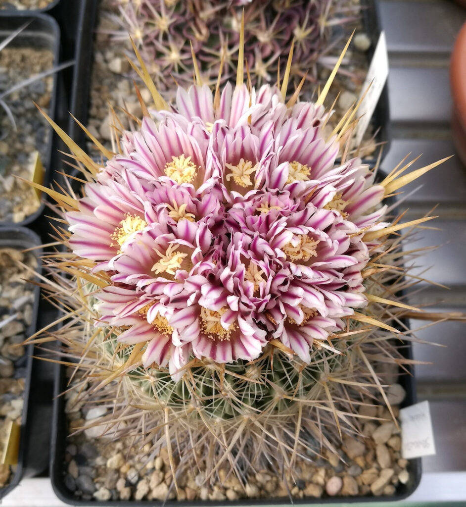 Stenocactus sp.