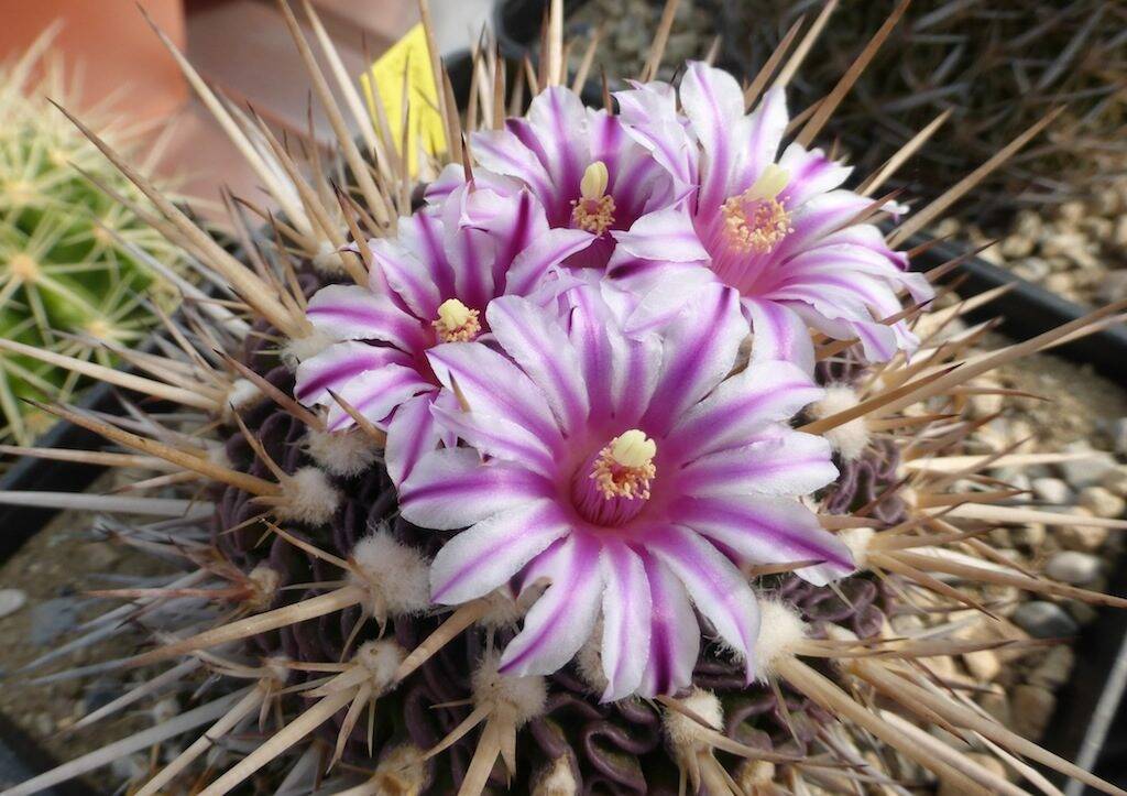 Stenocactus sp.