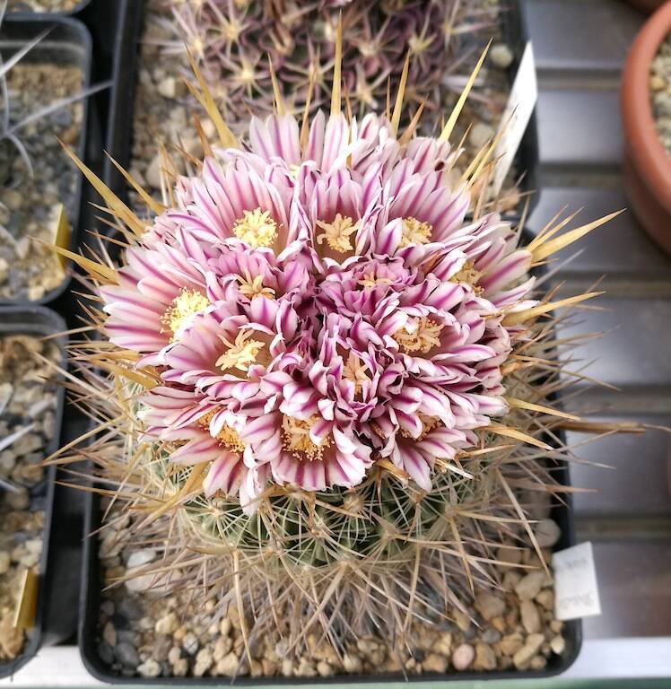 Stenocactus sp.