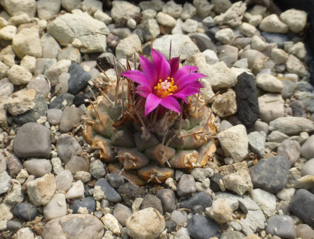 Strombocactus disciformis ssp esperanzae (pulcherrimus)