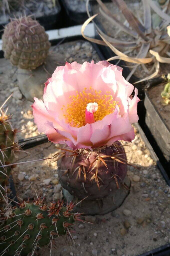 Tephrocactus alexanderi