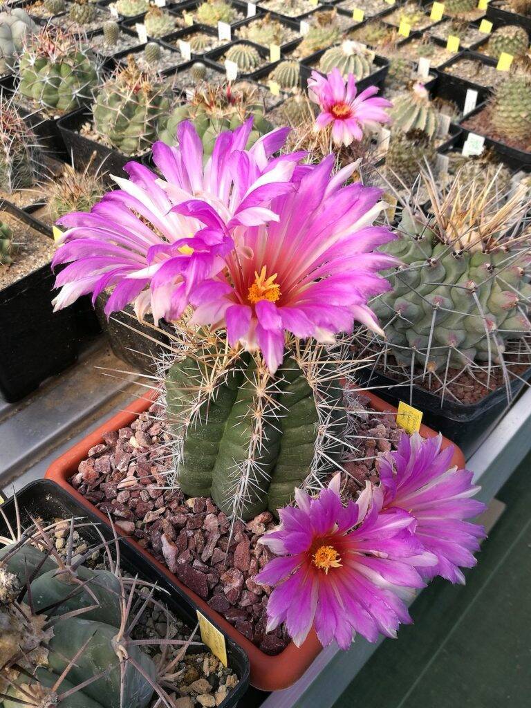 Thelocactus bicolor