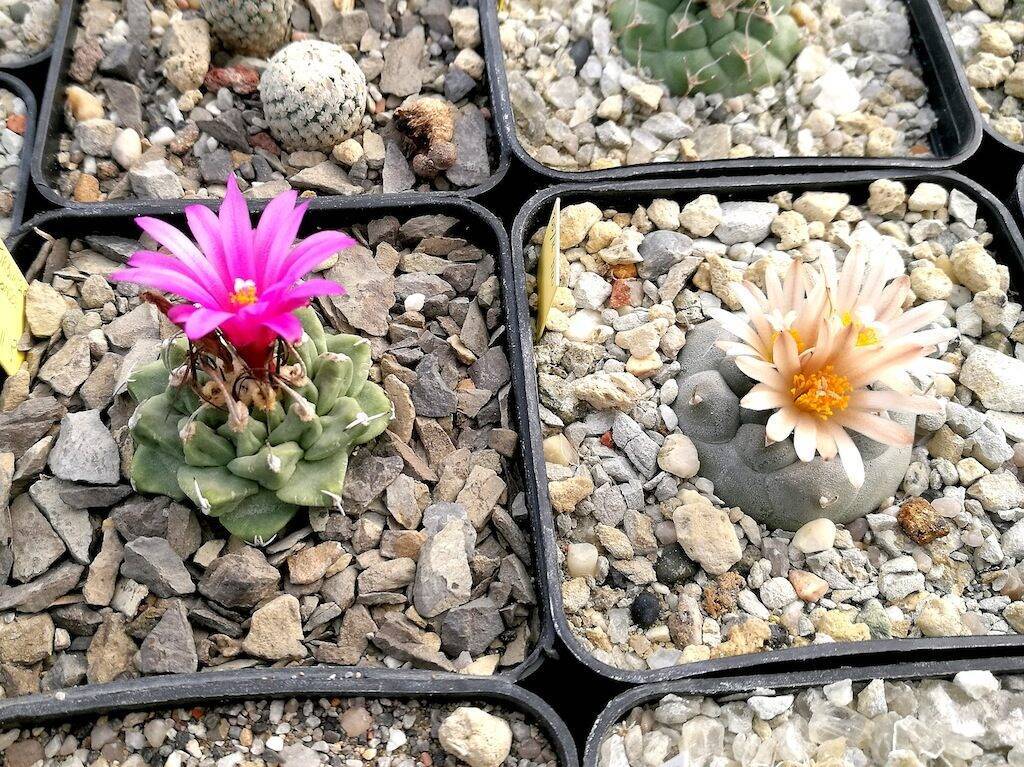 Turbinicarpus alonsoi e jauernigii