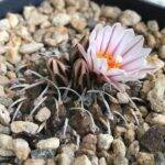 Turbinicarpus andersonii