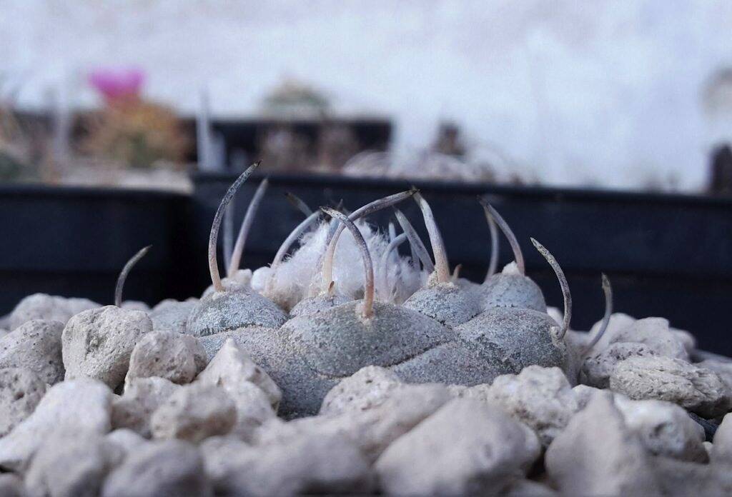 Turbinicarpus jauernigii