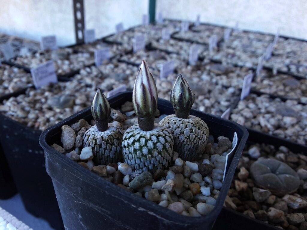 Turbinicarpus pseudopectinatus Cerritos