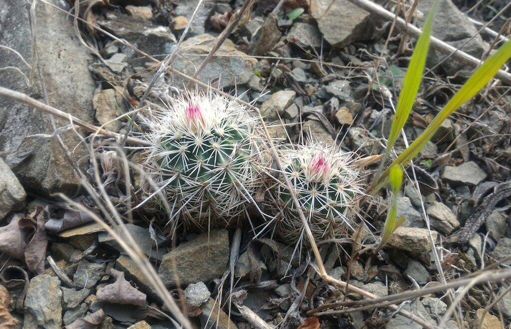 Echinocereus in piena terra