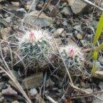 Echinocereus in piena terra