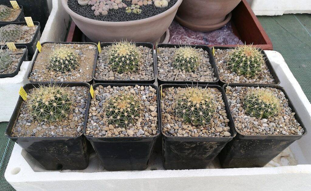 Ferocactus schwarzii, semine di due anni