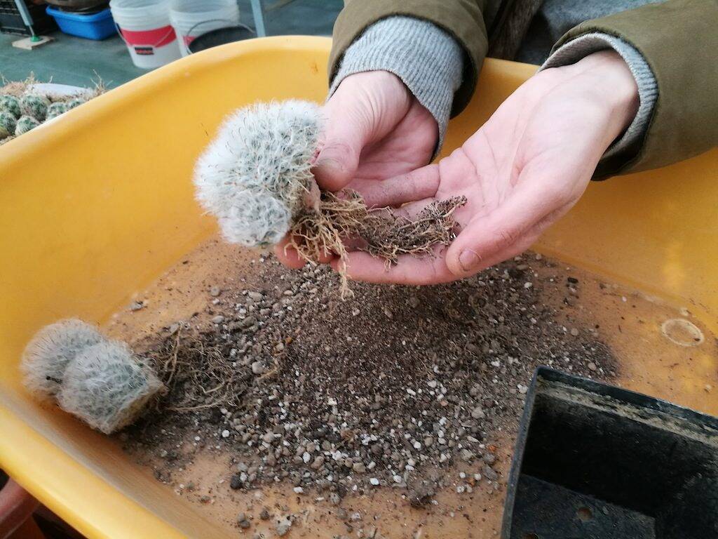 Mammillaria bocasana svasata
