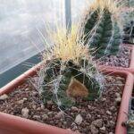 Thelocactus: spaccatura causata dal rigonfiamento troppo veloce