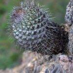 Strombocactus corregidorae