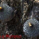 Strombocactus corregidorae