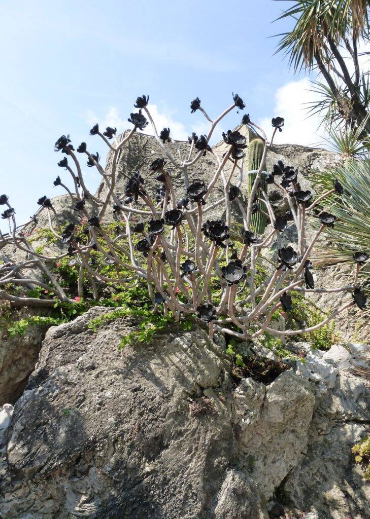 Aeonium atropurpureum al Giardino Esotico di Montecarlo