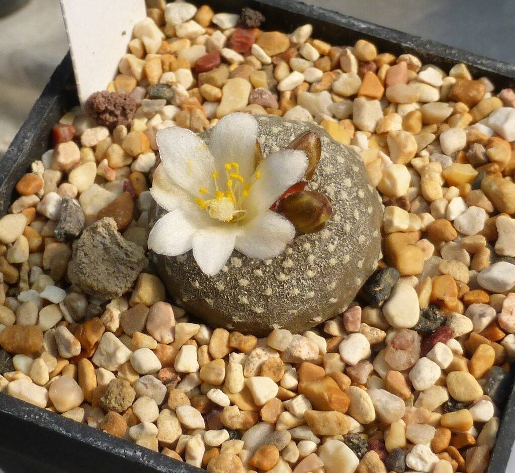 Blossfeldia liliputana