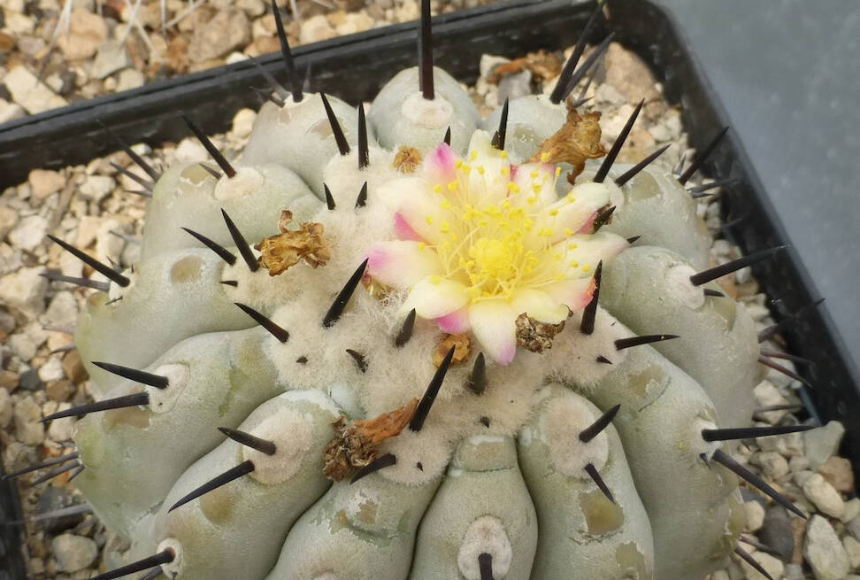 Copiapoa cinerea, fiore