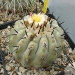 Copiapoa cinerea in fiore