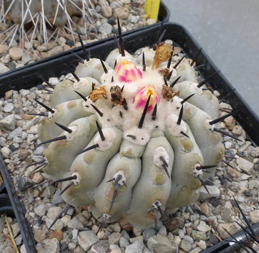 Copiapoa cinerea con bocci