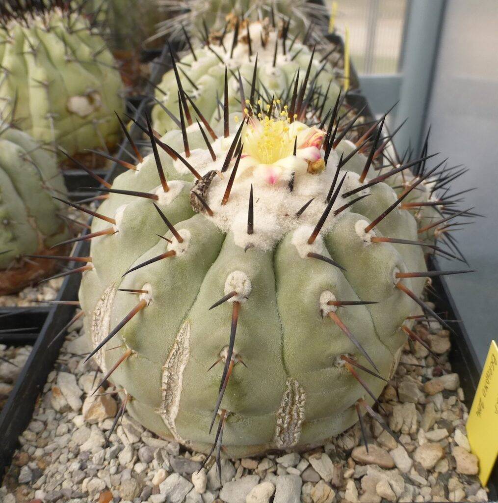 Copiapoa cinerea con un pollone