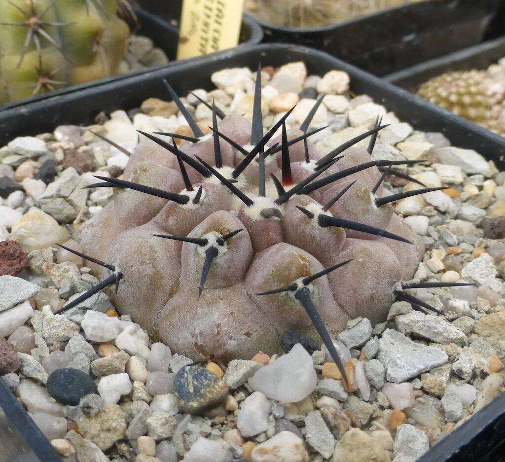 Copiapoa cinerea, un giovane esemplare